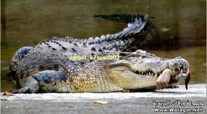 aarb-Picture_10